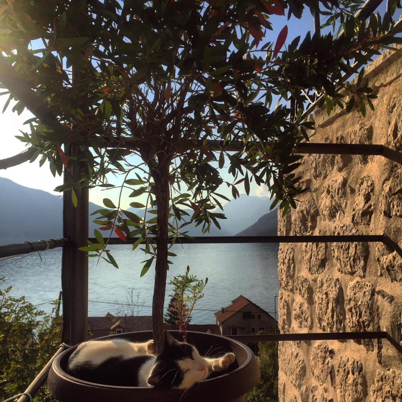 Apartment Terazza Di Ljuta Kotor Exteriér fotografie